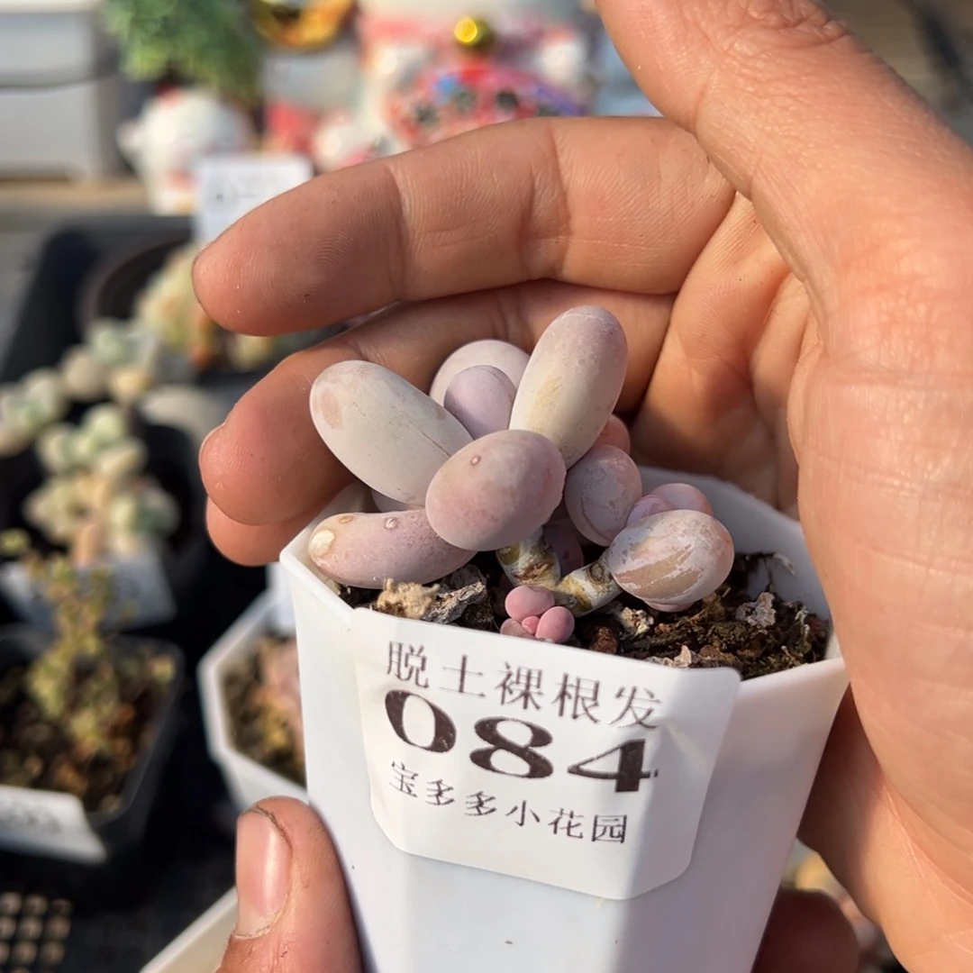 奶酪叶片微瑕多肉满28包邮脱土发