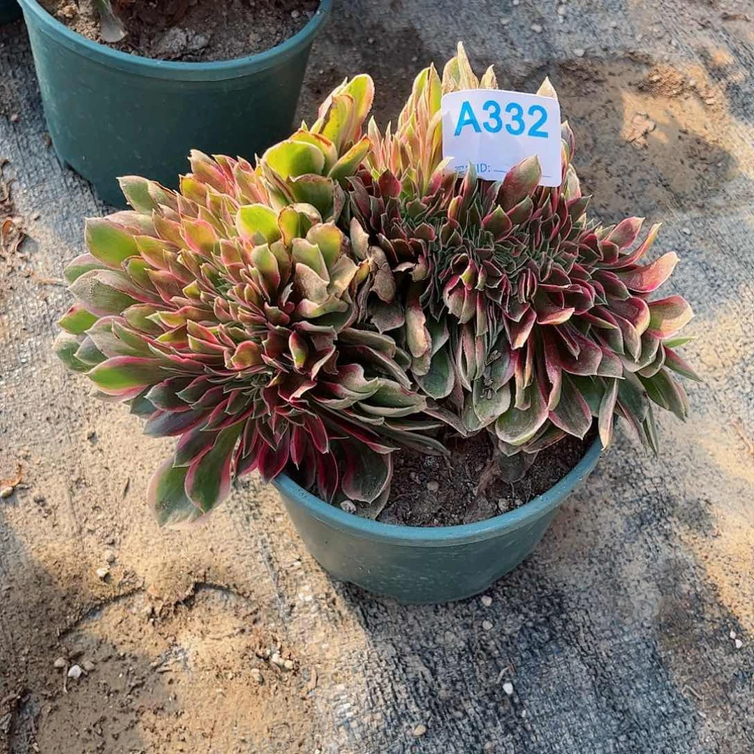 多肉植物332多肉