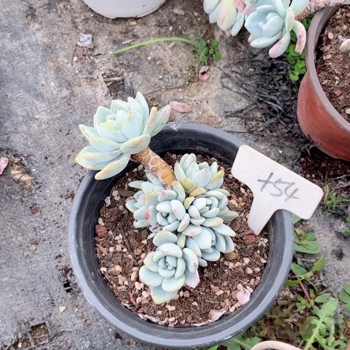 晨语多肉一物一拍+54