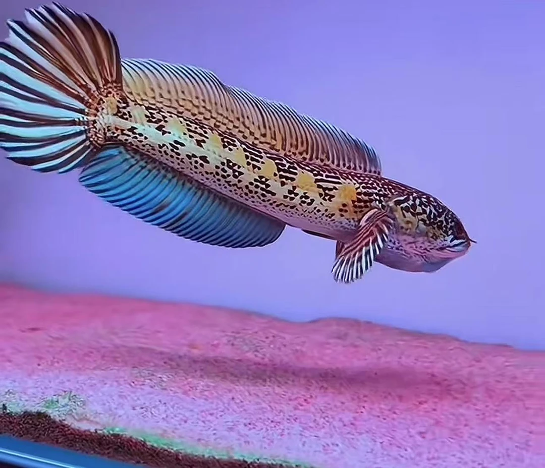 雷龙鱼凶猛淡水鱼2