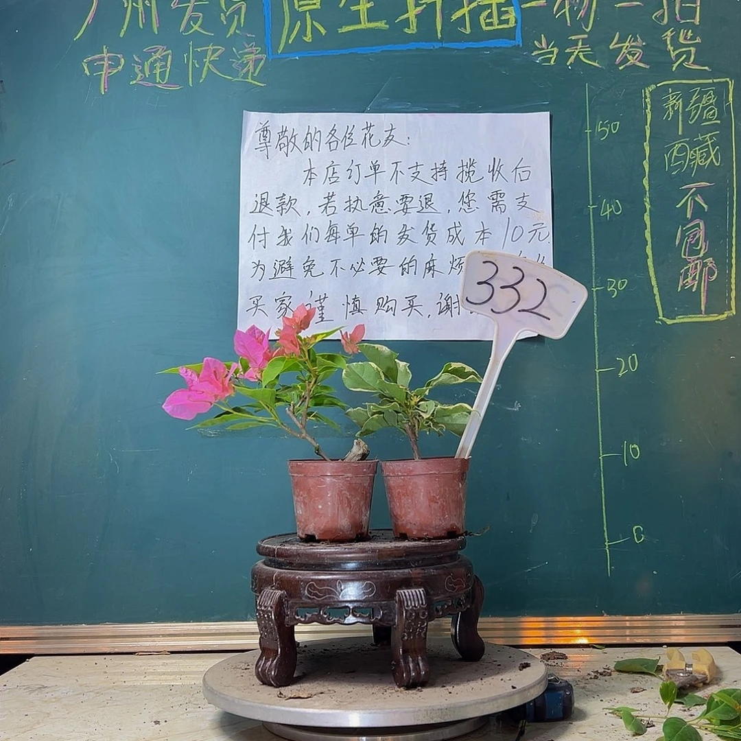 当前无花栽培后可以开花橙白橙粉掌中宝 斑叶盲盒掌中宝332