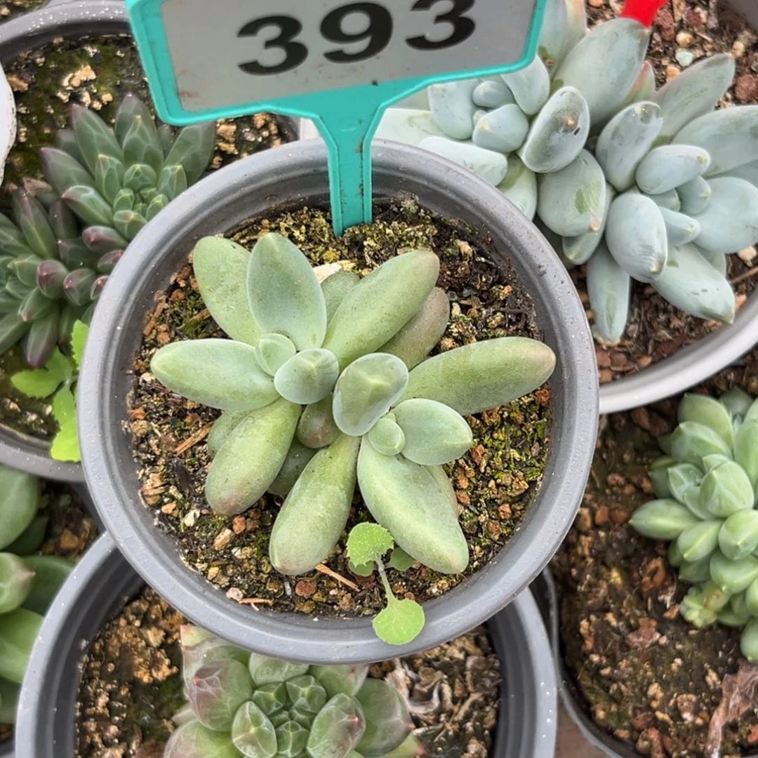 多肉植物欧若拉393