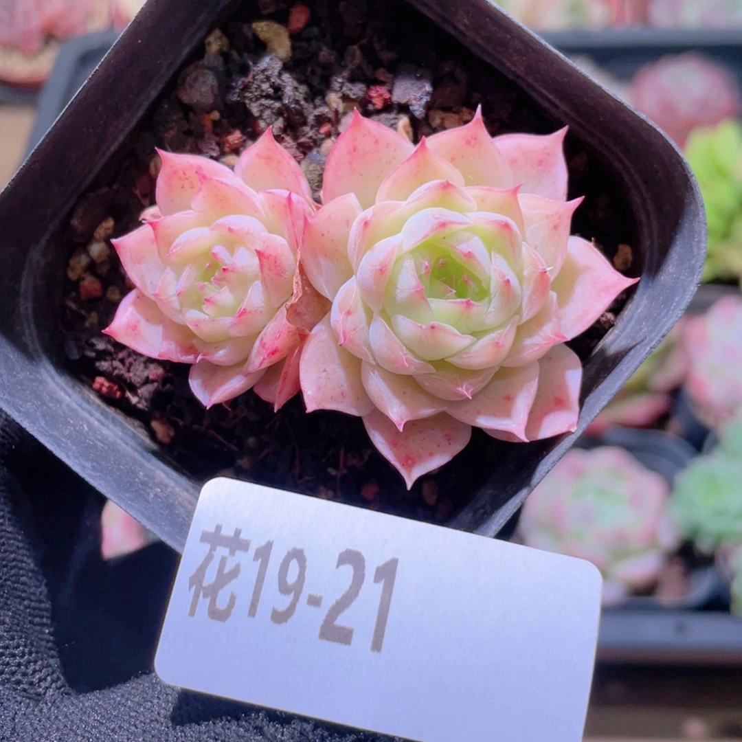 花利美19-21云梦仙子