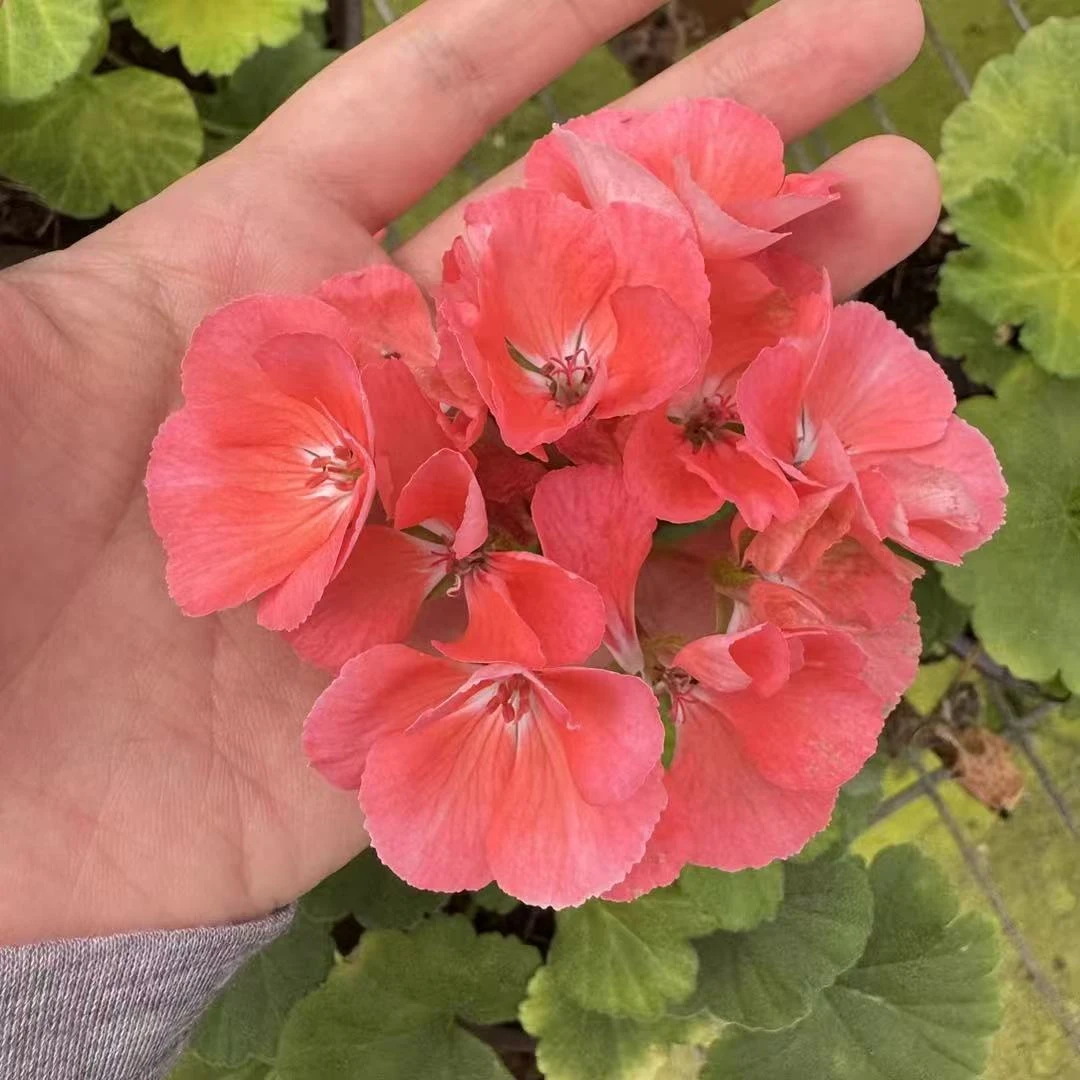 【巧克力橙】直立天竺葵