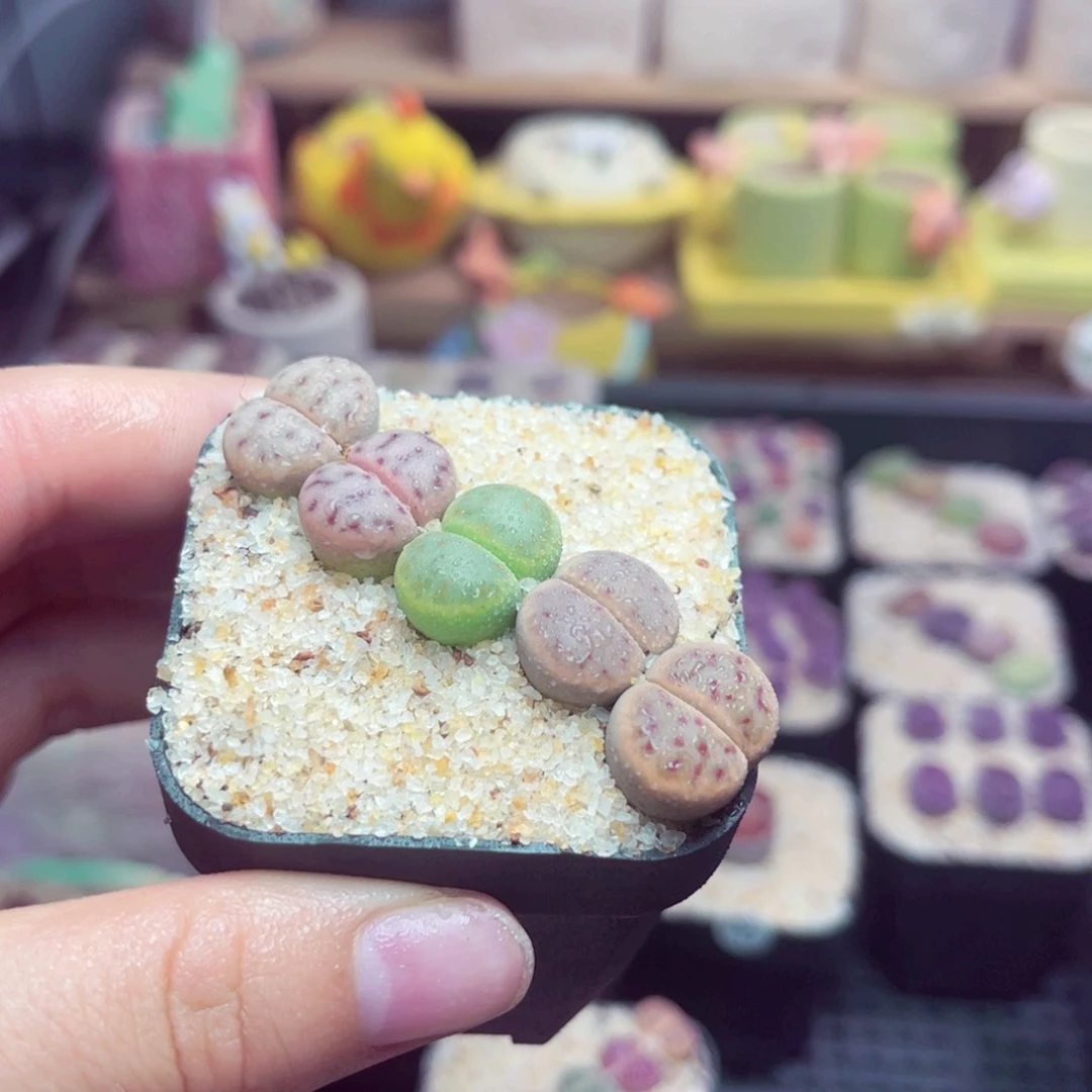 76号带盆包邮发货