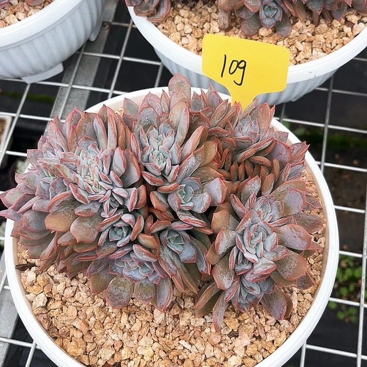 担忙米苏109号码牌子