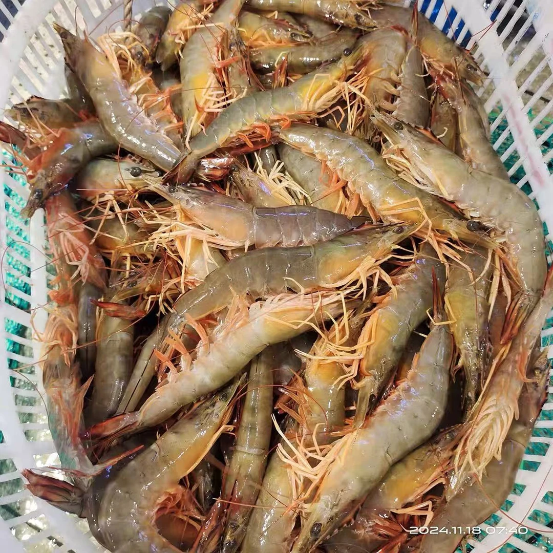 青岛野生海明虾大号中国对虾1斤15-18只，净重两斤顺丰