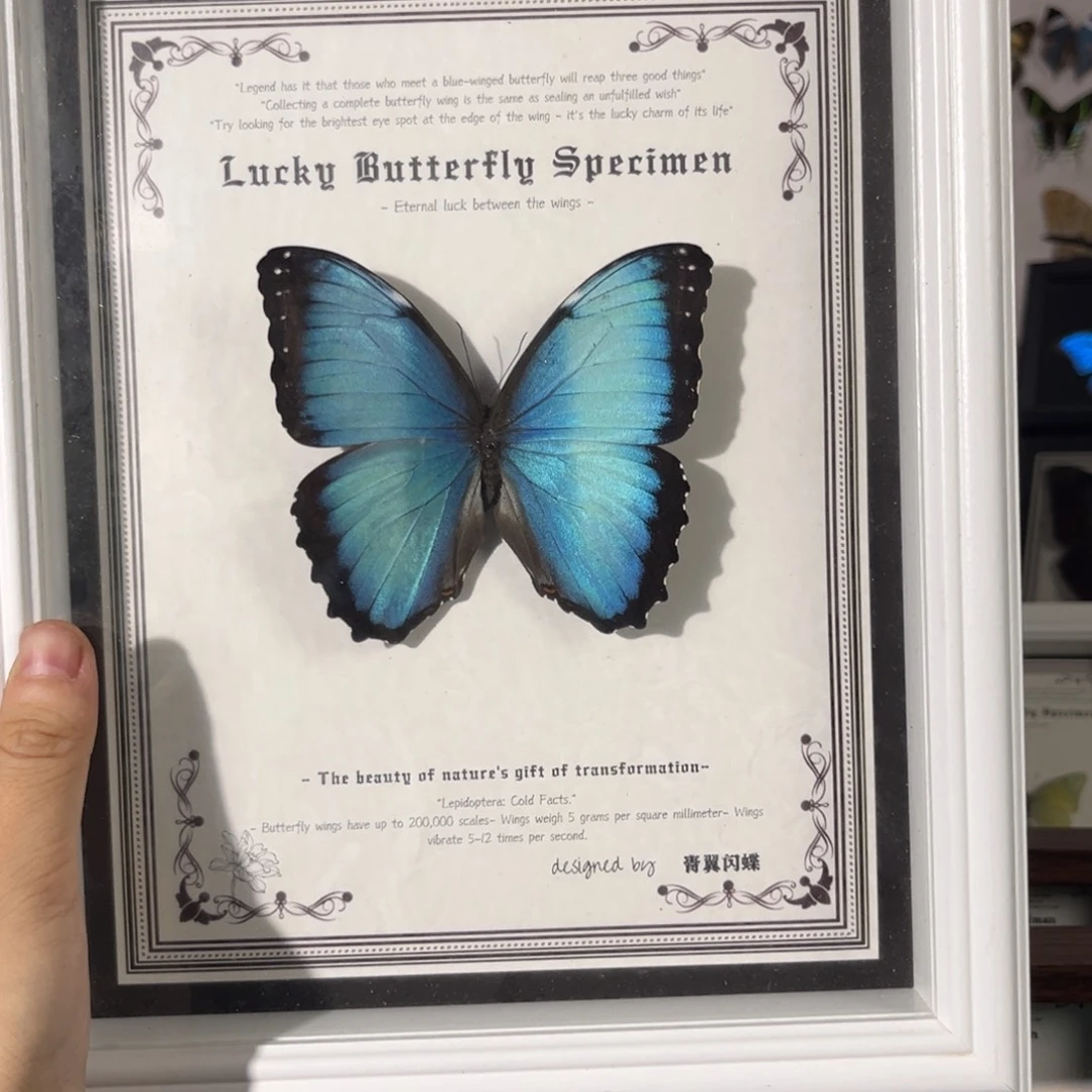 横款aA1蓓蕾十寸欧式