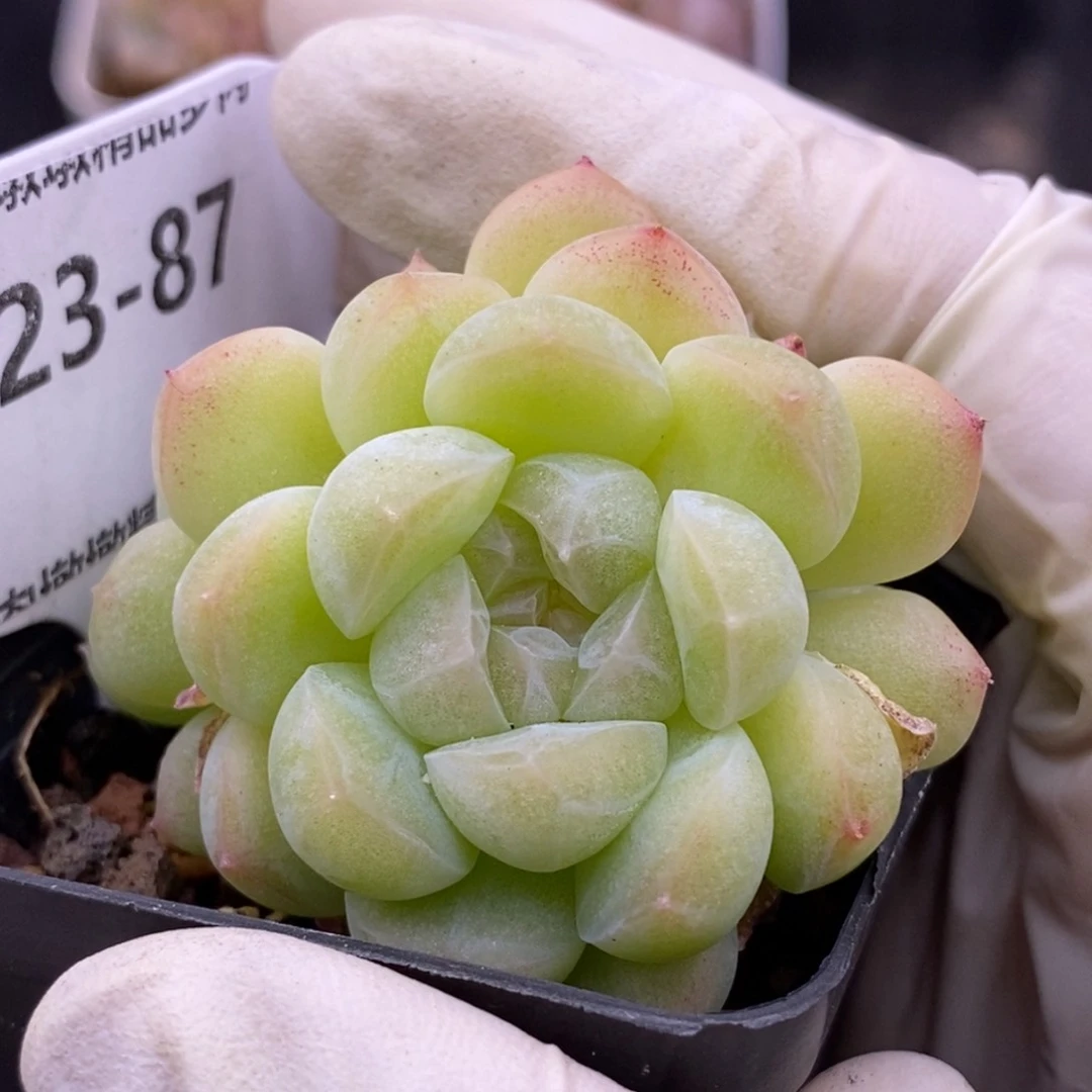 【闪购商品】23-87蜡像