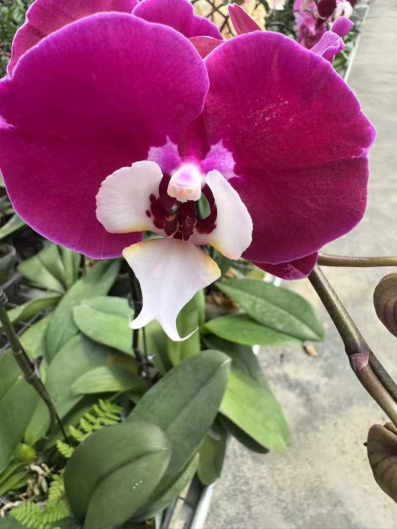 花有情兰谷 【幻影】高档蝴蝶兰鲜花盆栽