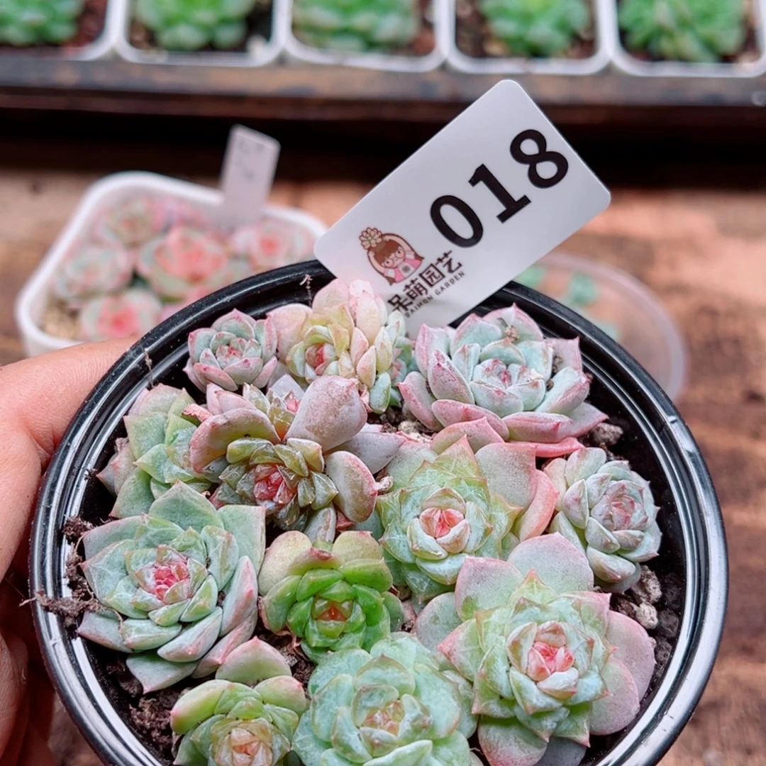 多肉植物多肉植物