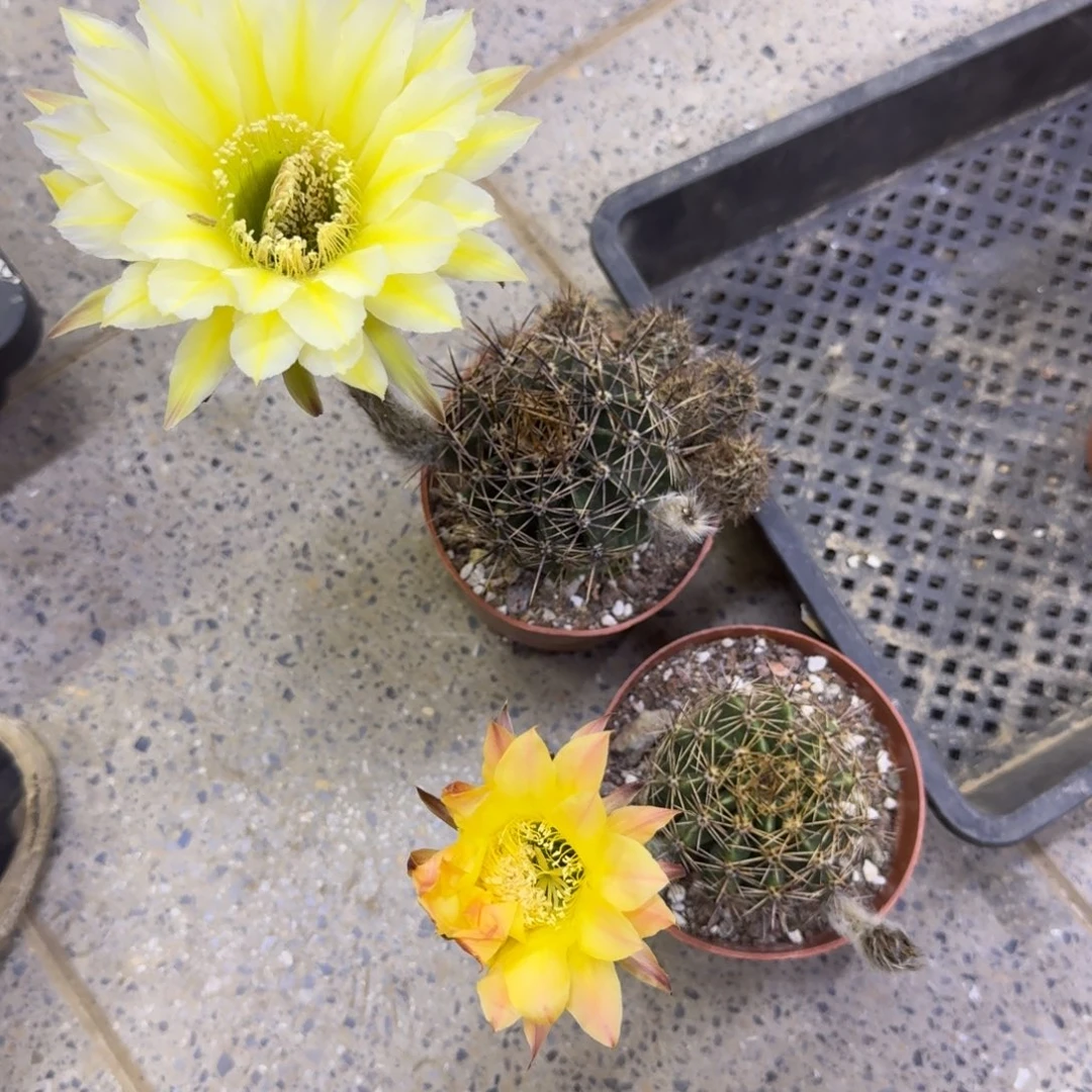 440彩草脱土发货斑掰花软