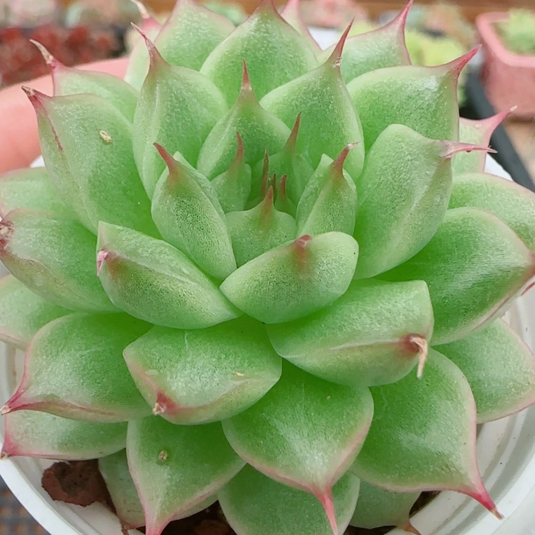 花语逸镜0925-149海王