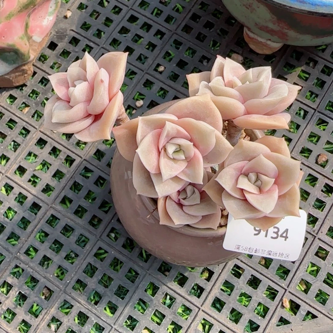 可爱玫瑰，9134多肉植物
