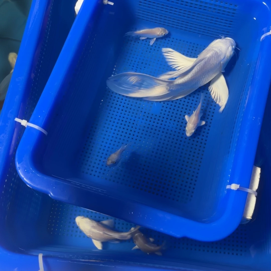 海水鱼20-18白色普身随机