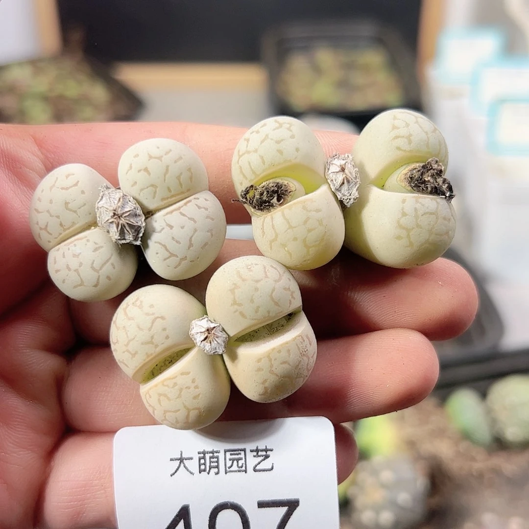 0000407 一物一拍……