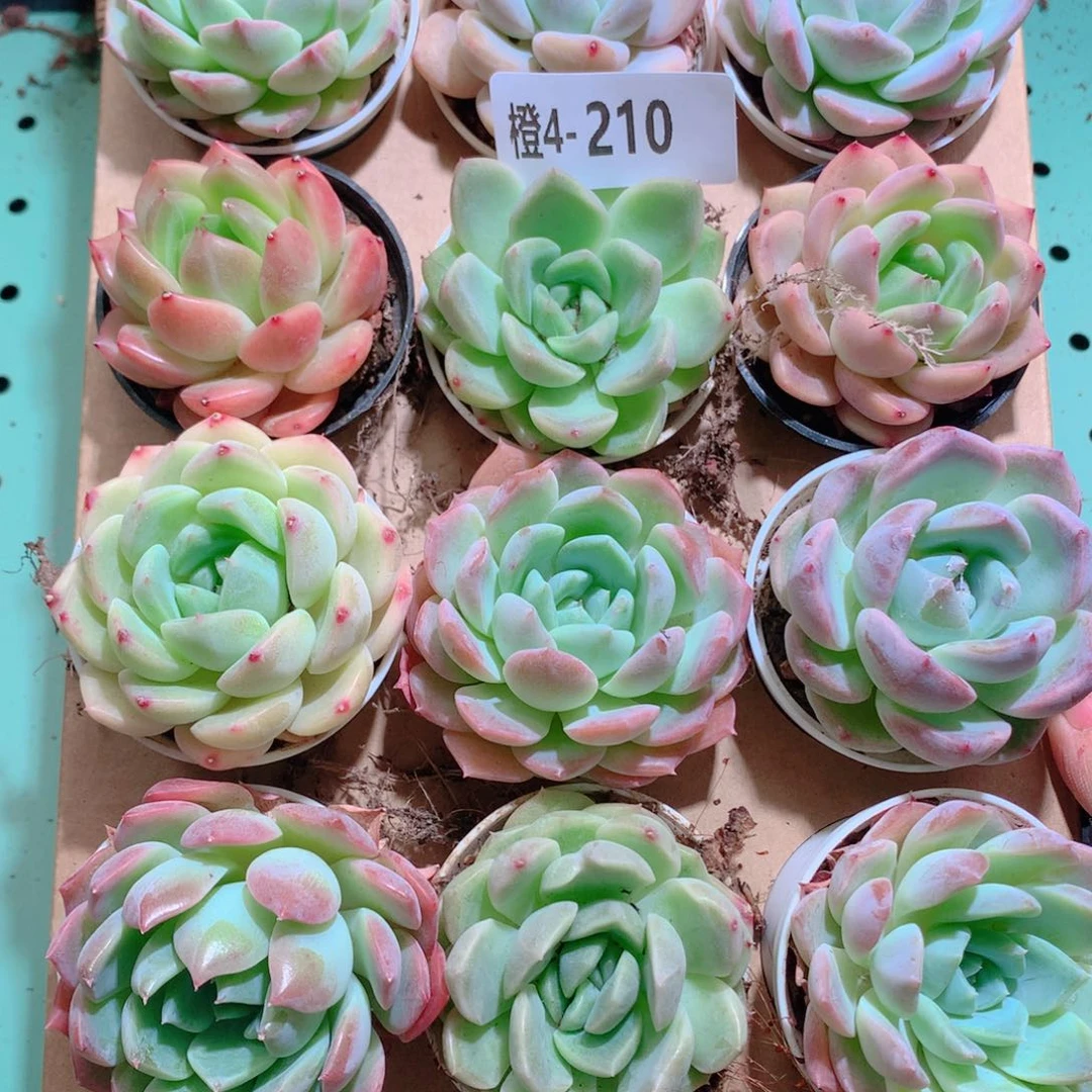 4-210一物一拍带盆18颗