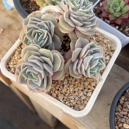 可爱玫瑰 夏鸣园艺