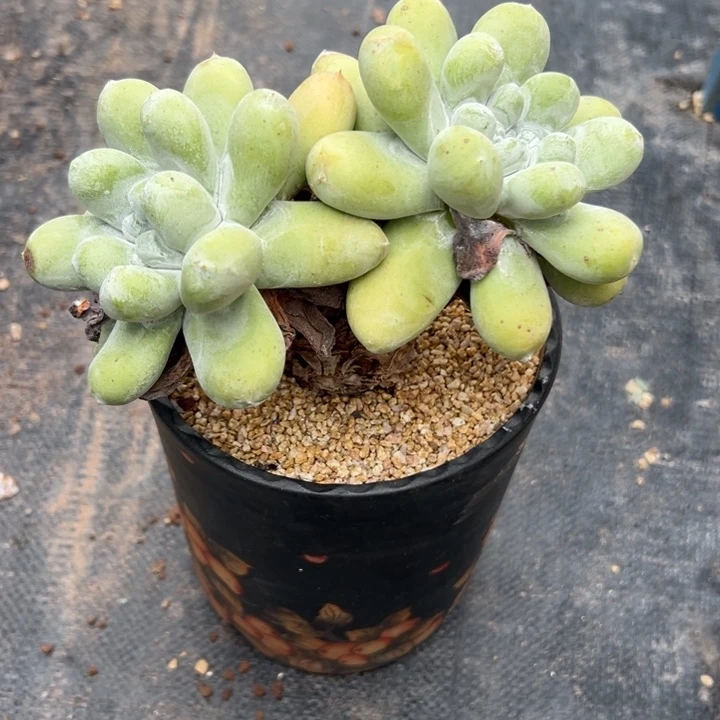 c***f谢谢姐姐～寄卖不退换～爱你2864