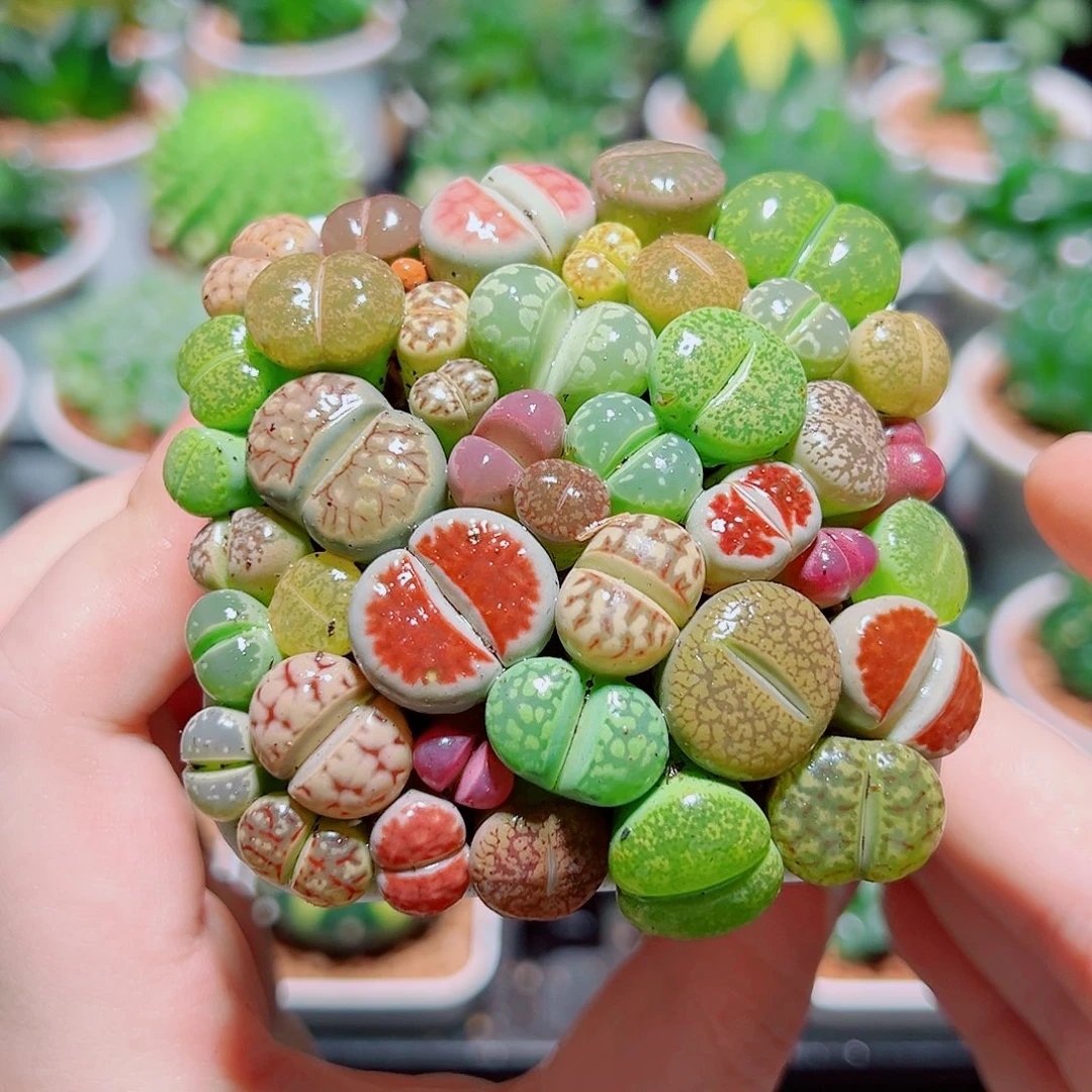 生石花带白盆种好