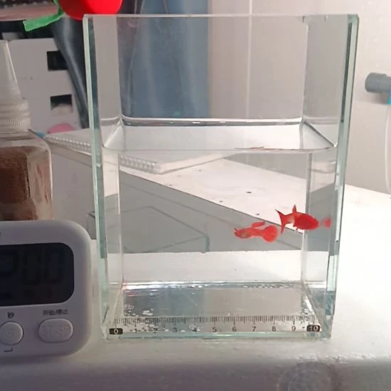 s***l海水鱼7号红头双分水
