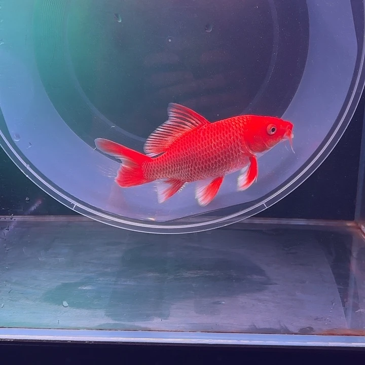 蝴蝶鲤鱼25号蝴蝶鲤