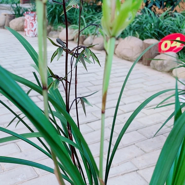f***r无花朵一物一漂亮开花