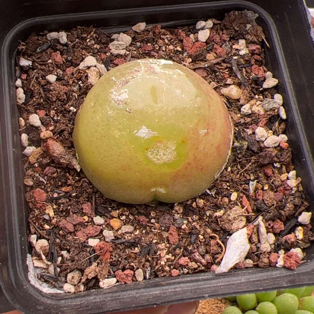 7.28灯泡有伤多肉植物3.6多62