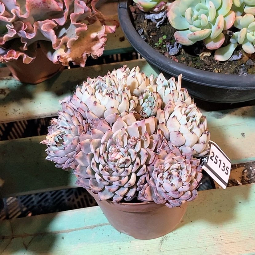 【闪购商品】绿爪25135