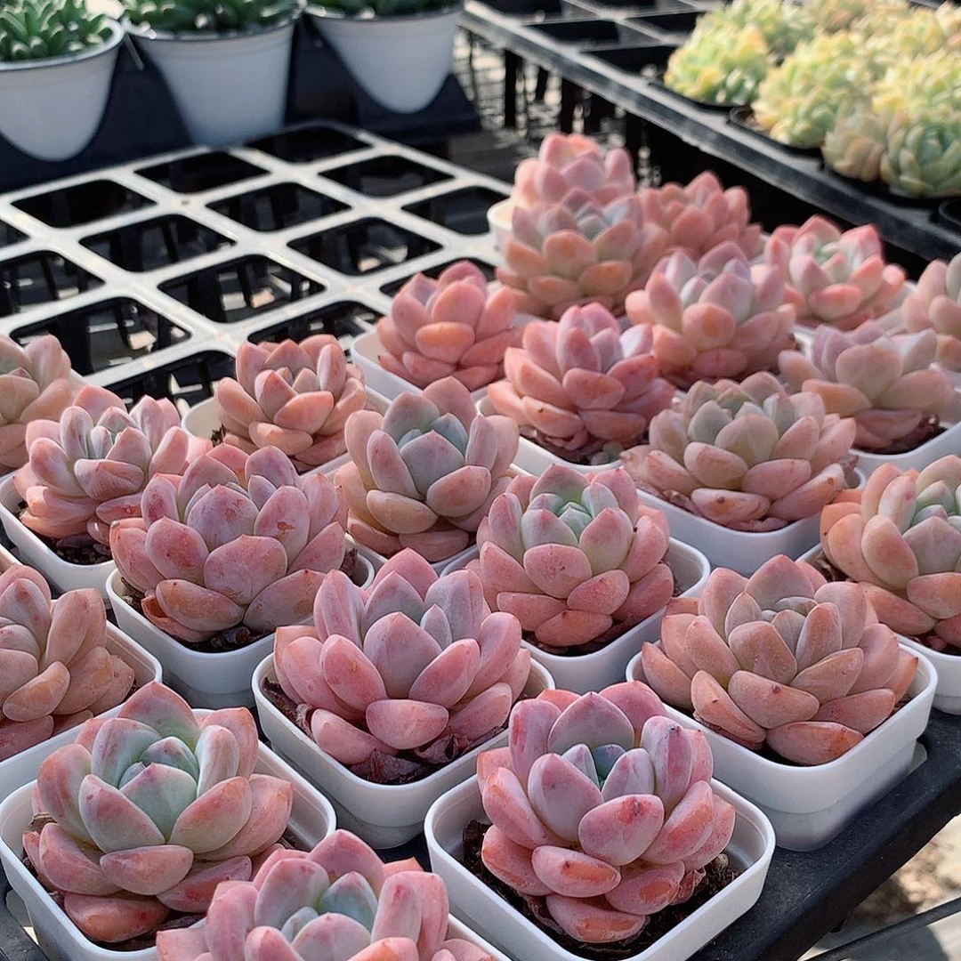 冰橙8888889999999999