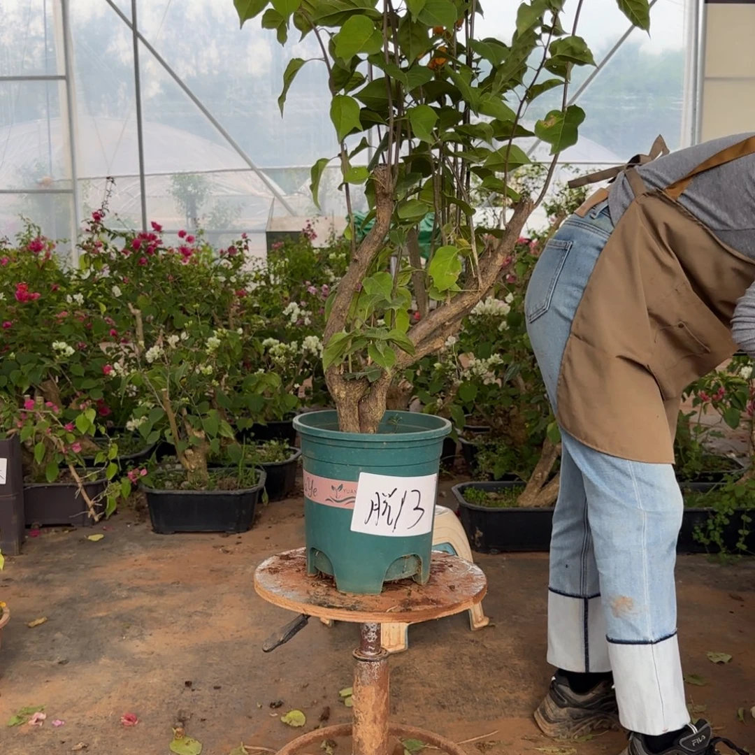 大部分花苞少量开放柠檬黄 13 脱