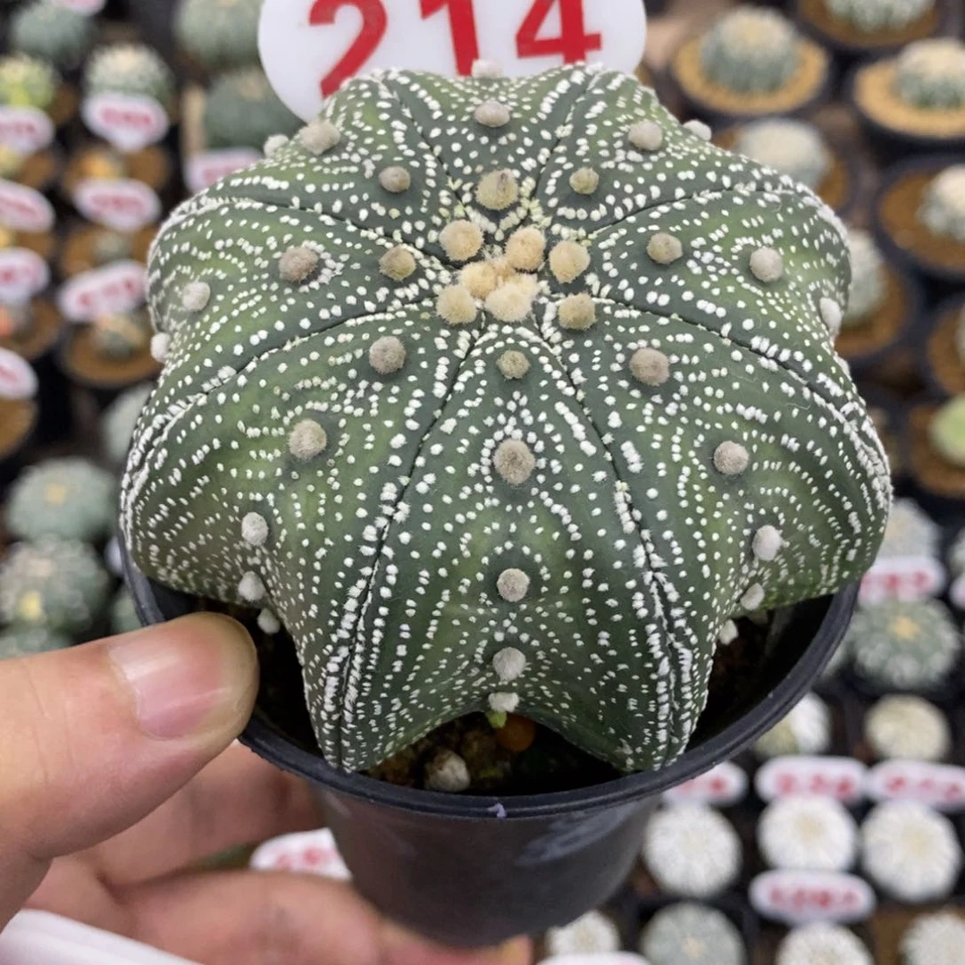 214高脚细雪海星兜