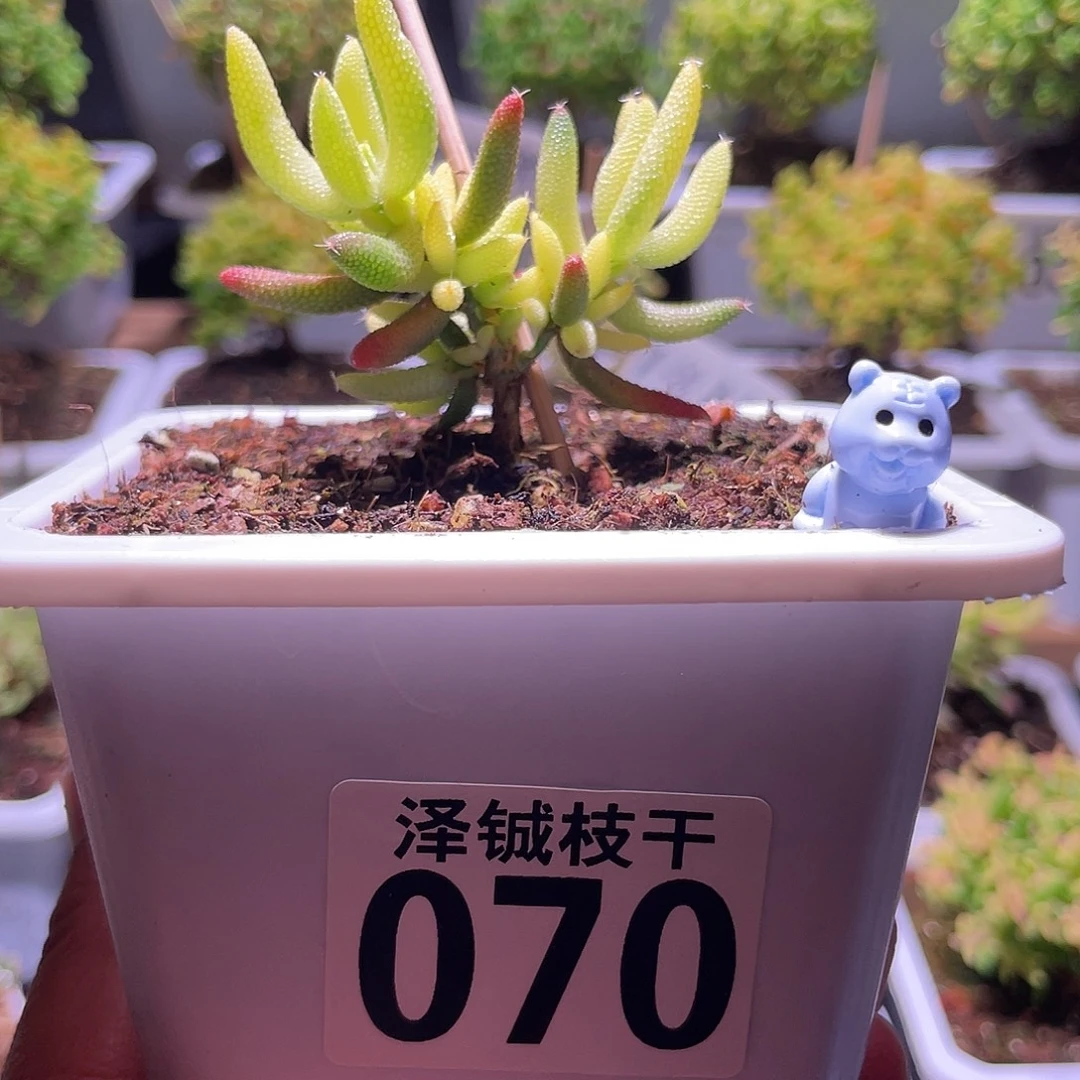 070枝干番杏玉米锦