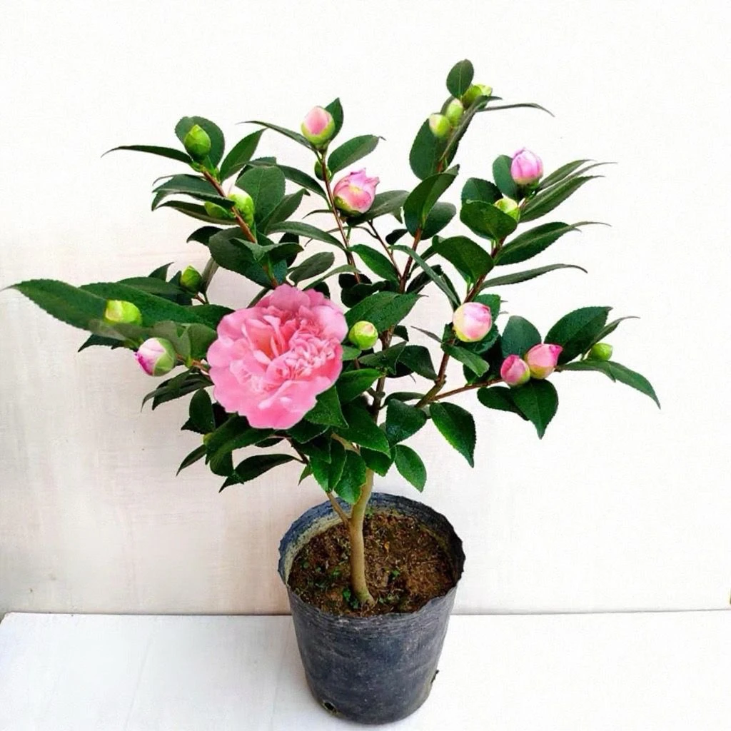 山茶花五色赤丹树苗香妃六角大红紫叶贝拉东方亮秋冬带花苞茶花
