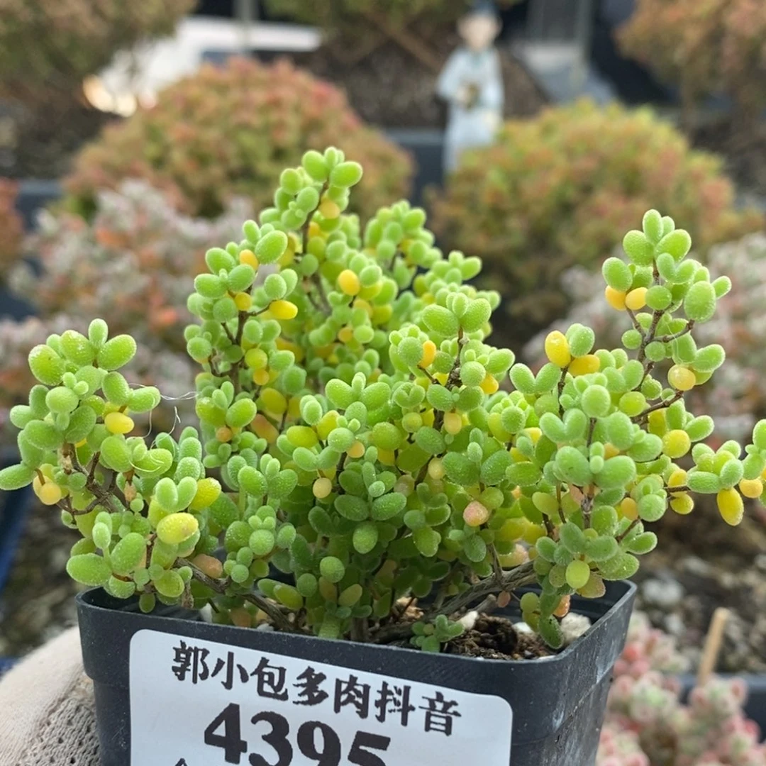 蜜橘糖球4395枝干番杏