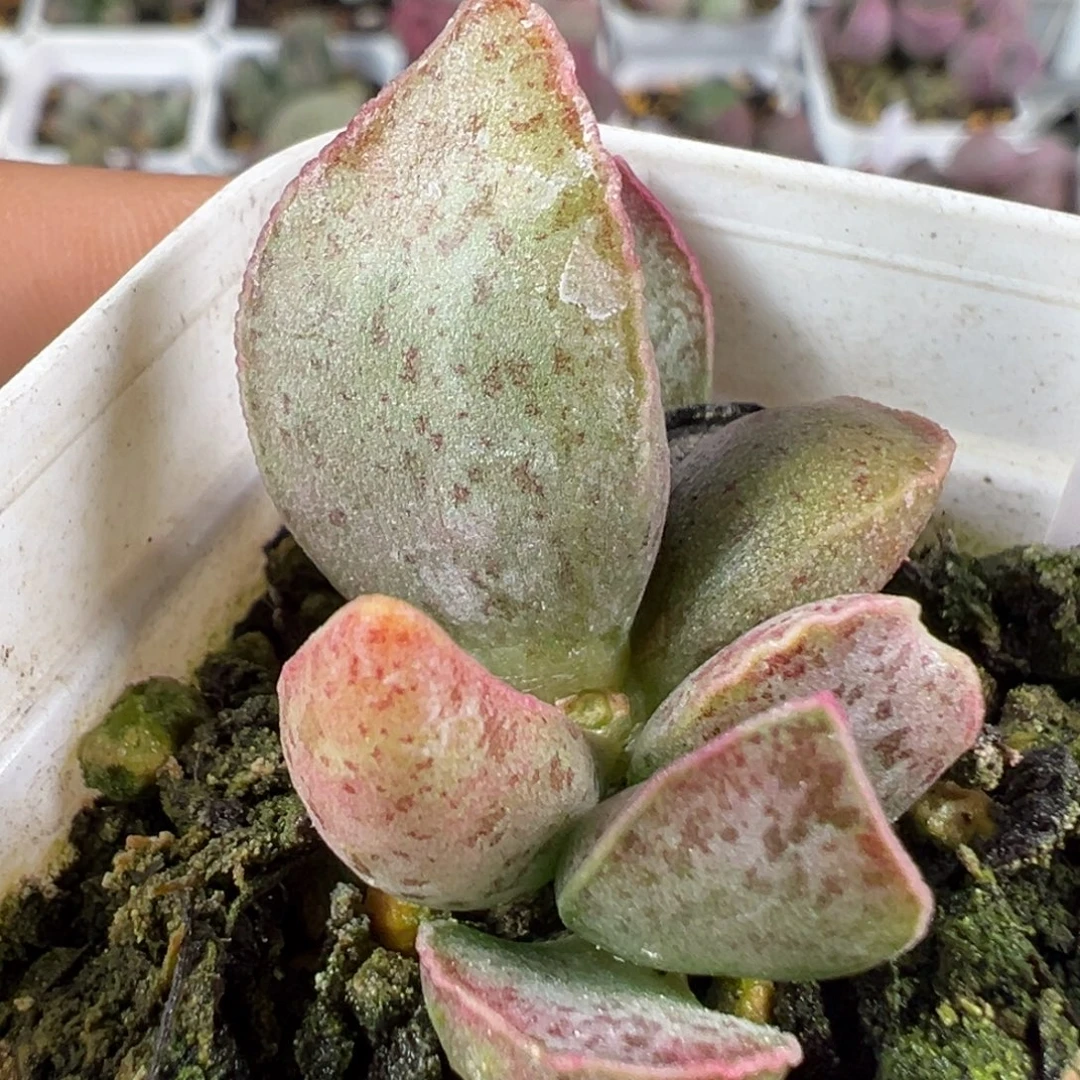 w魔芋多肉植物水泡