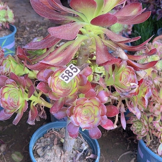 泡***沫一颗多肉法师植物