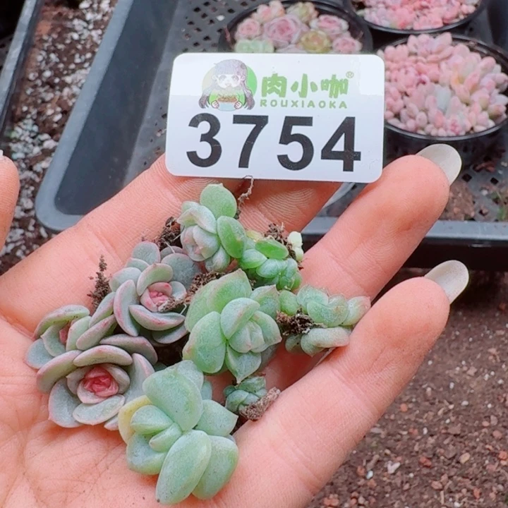 柠***&多肉植物多肉植物