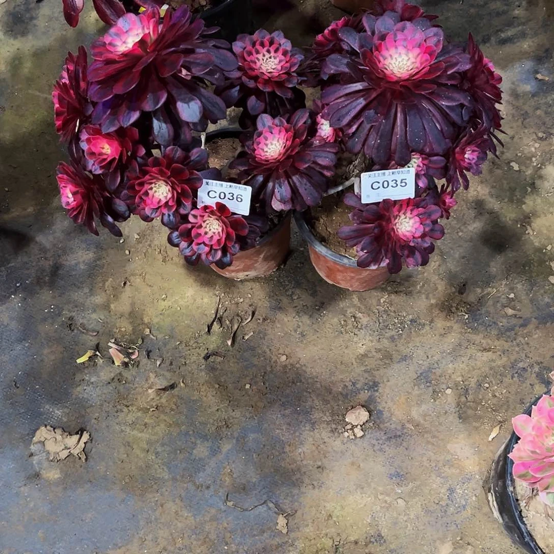 禹****苑多肉植物035.036月亮女神，寄养