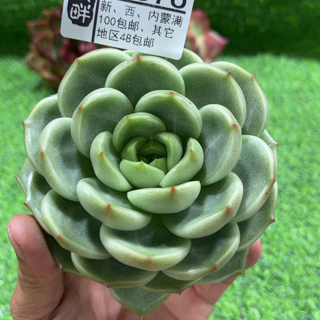 378……………………………………瑟斯丽娜
