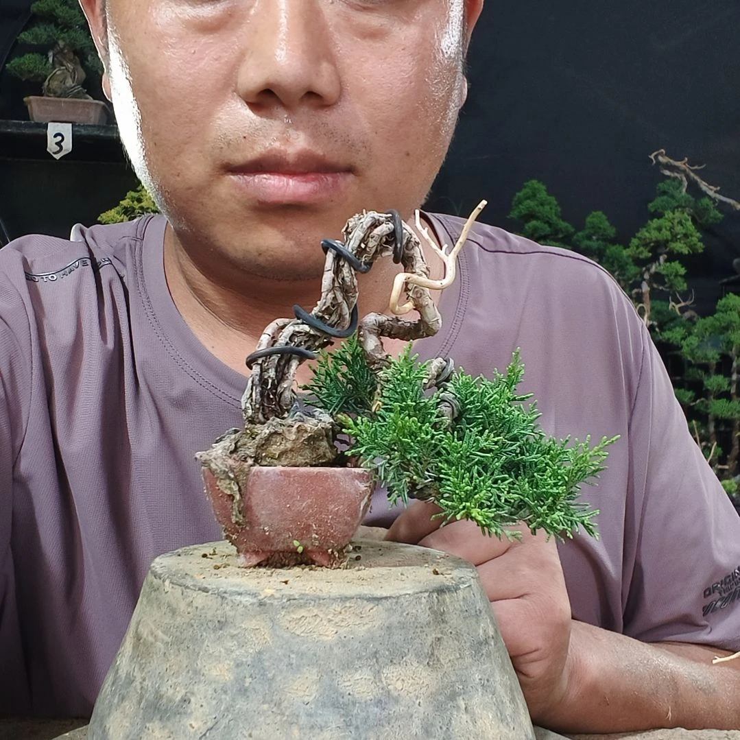 悟***人无花朵盆景素材盆景素材盆景素材盆景素材