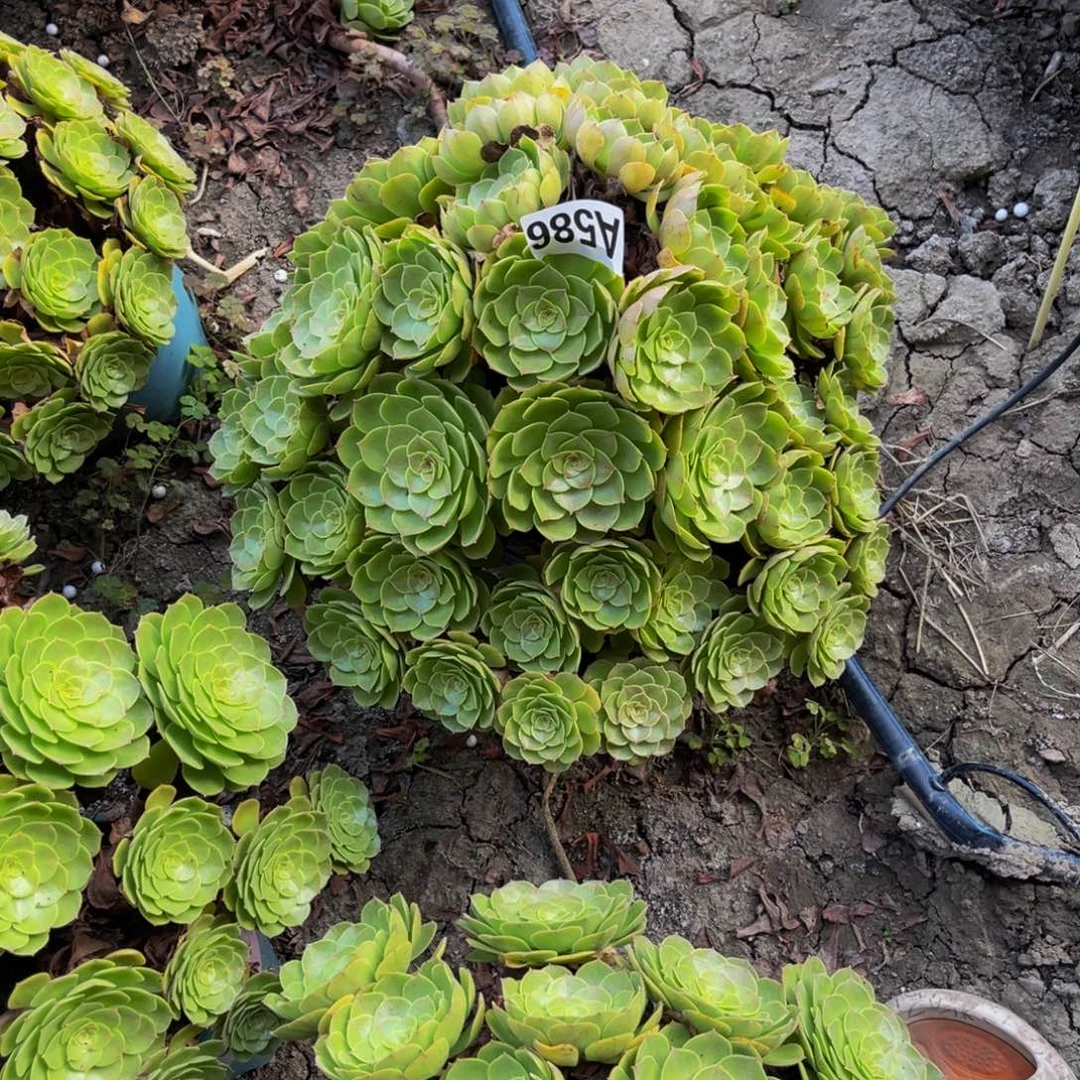 万圣节法师14–38包邮