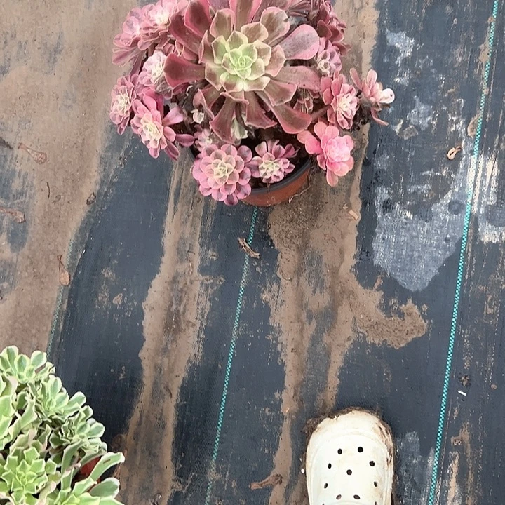 法师植物一物一拍72