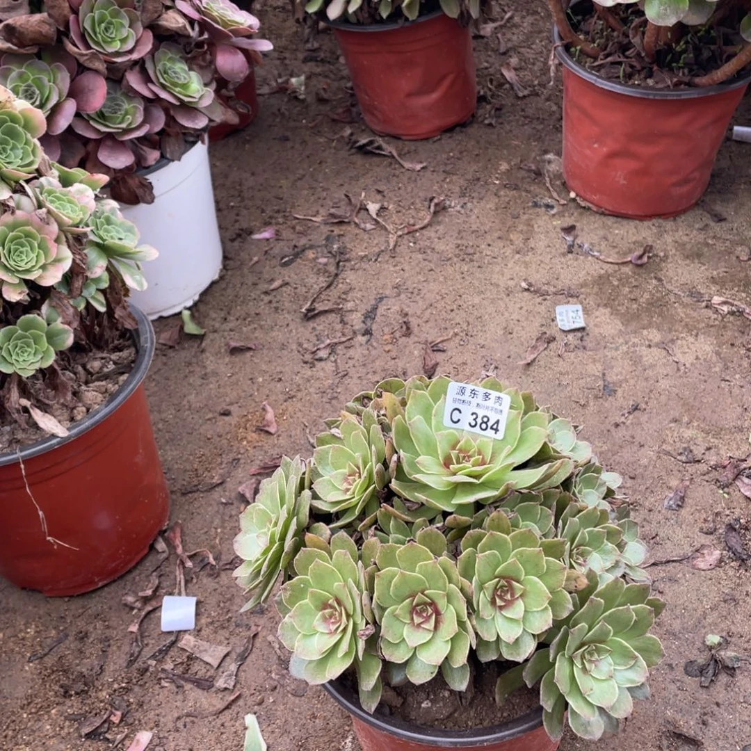 384半夏多肉法师断枝不包