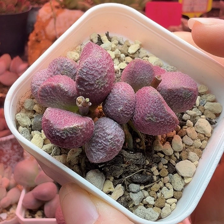 朱***朱         夏娃。