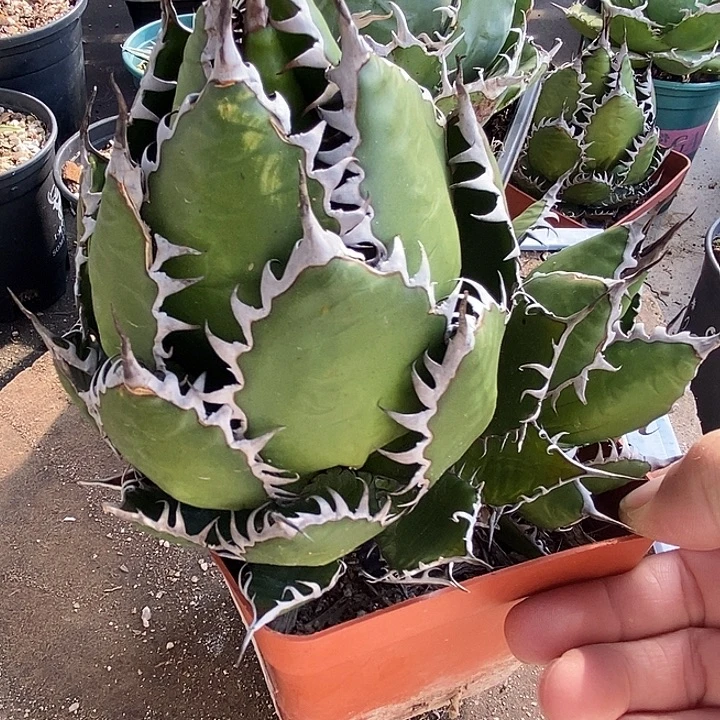 酷***阳霍利达。      一个