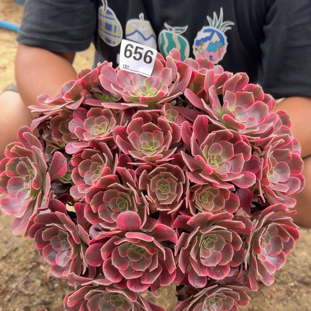656凤冠多肉植物