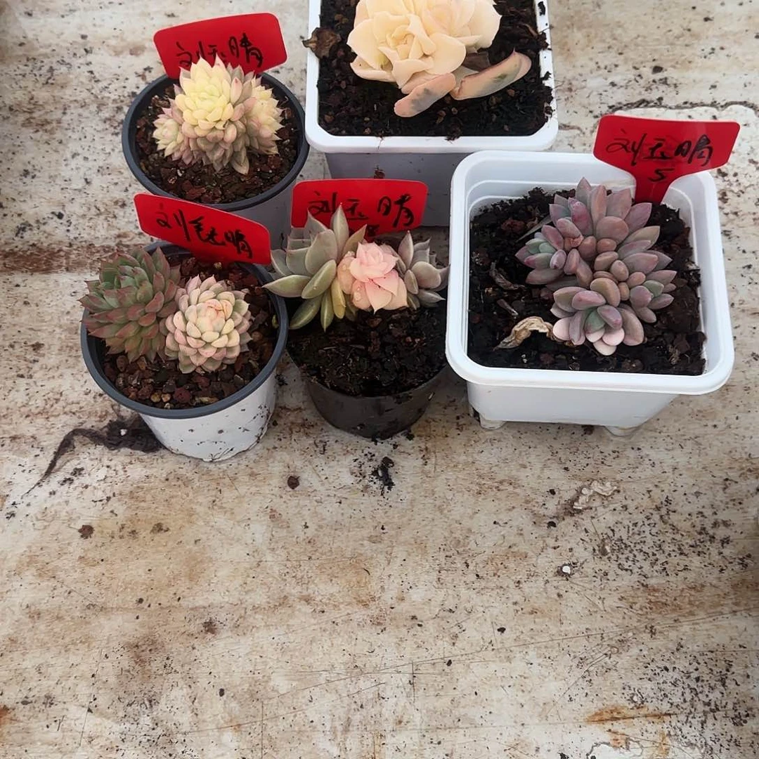 刘*晴玉晴5颗多肉植物