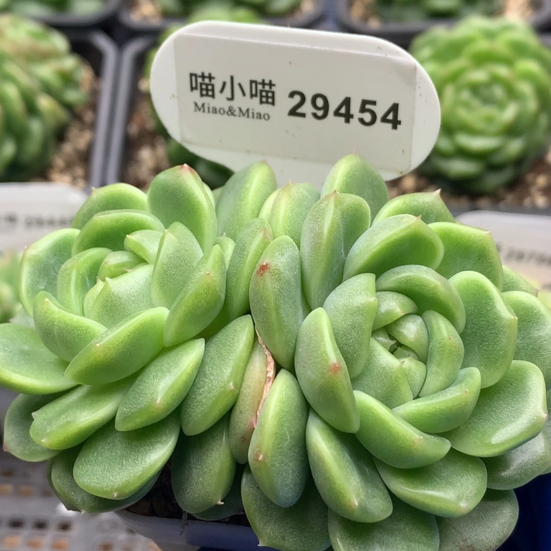 多肉植物杂交珍妮