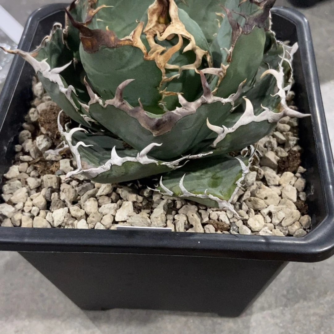青***崖白鲸啦啦啦啦啦啦啦啦
